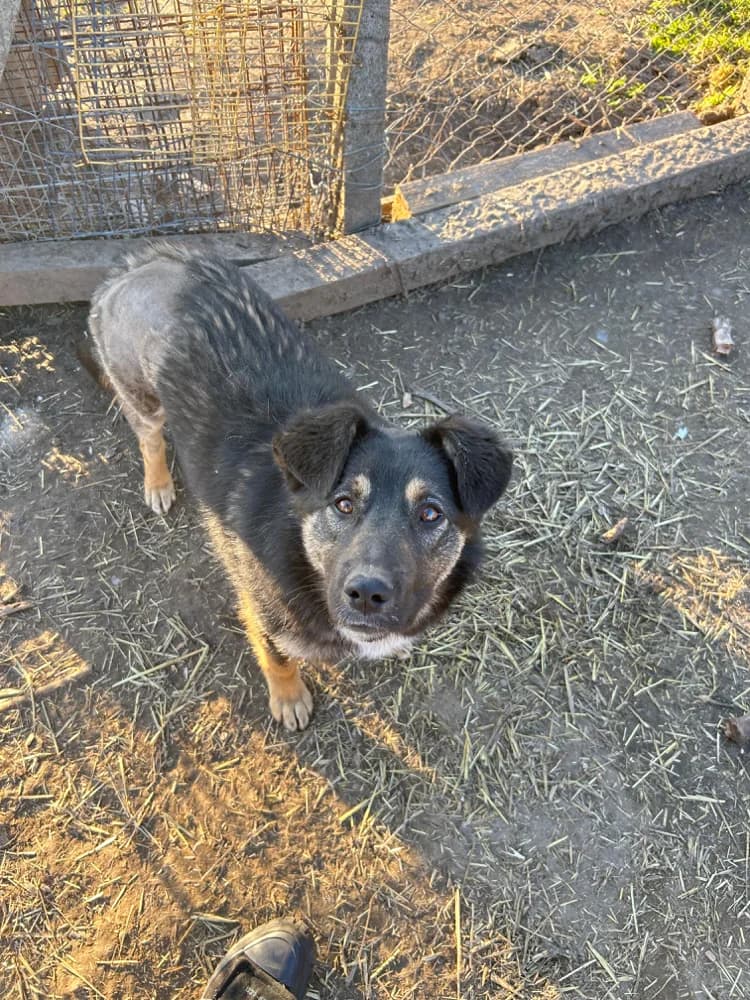 Vivica, female young Mixed Breed for adoption at Hope for Future e.V.
