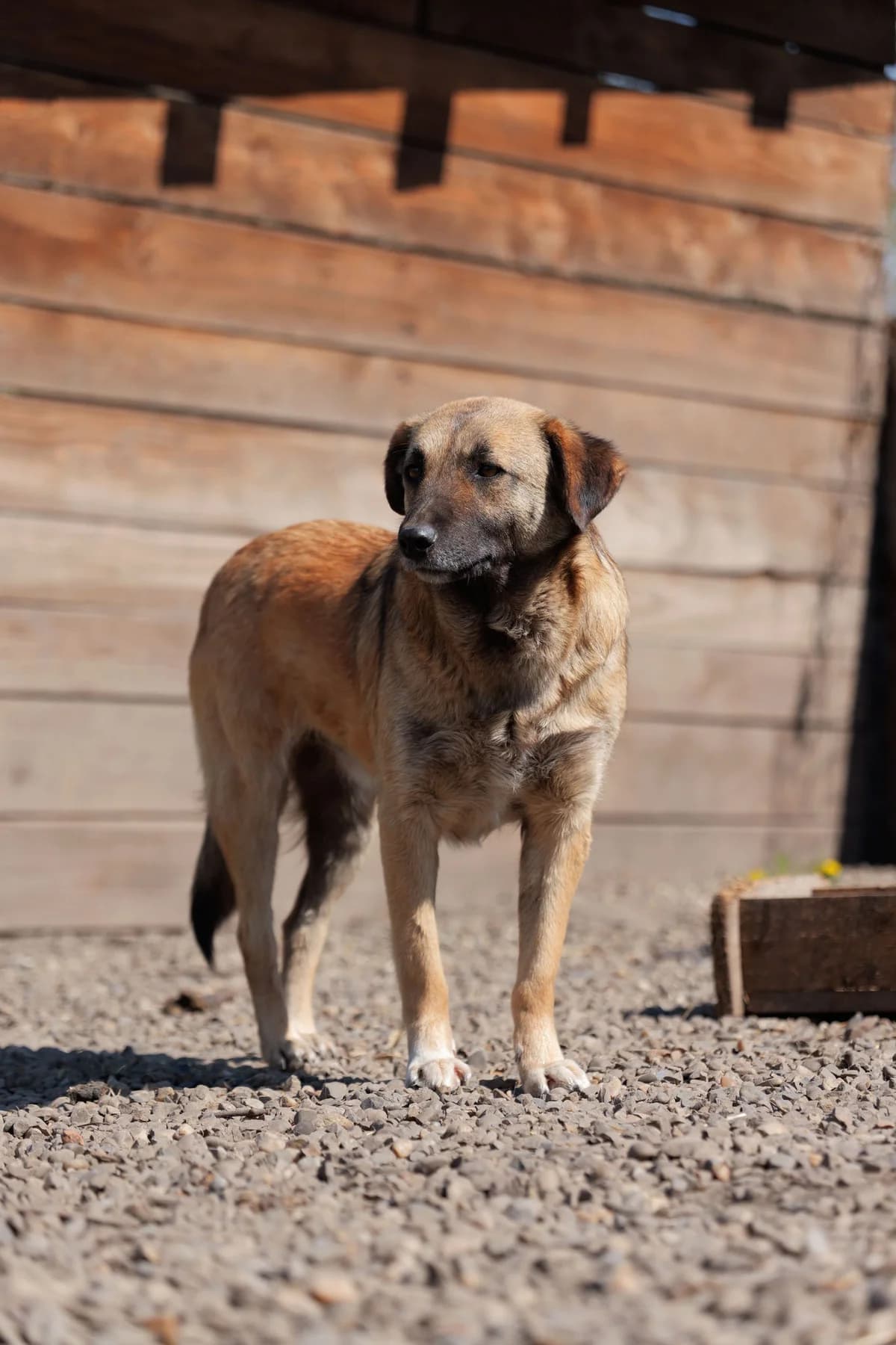Willi, male 3yo Mixed Breed for adoption at Hope for Future e.V.