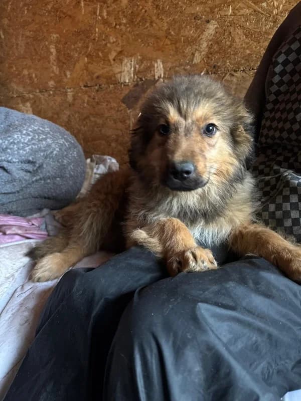 Woody, puppy Mixed Breed for adoption at Hope for Future e.V.