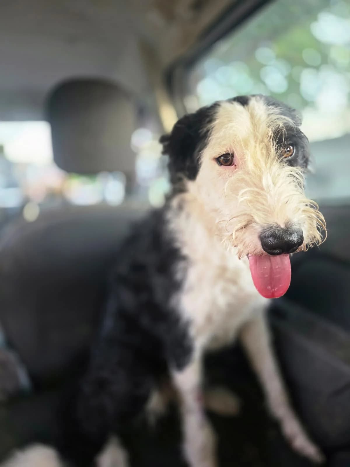 Yago, young Mixed Breed for adoption at Hope for Future e.V.