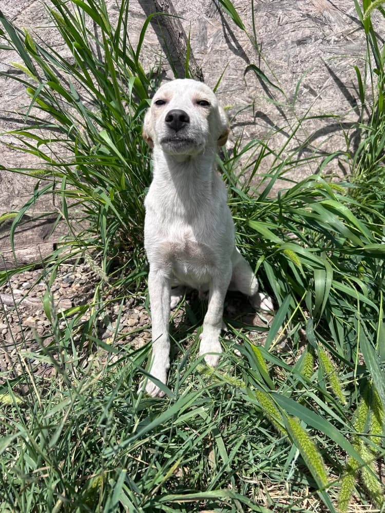 Yuki, male puppy Mixed Breed for adoption at Hope for Future e.V.