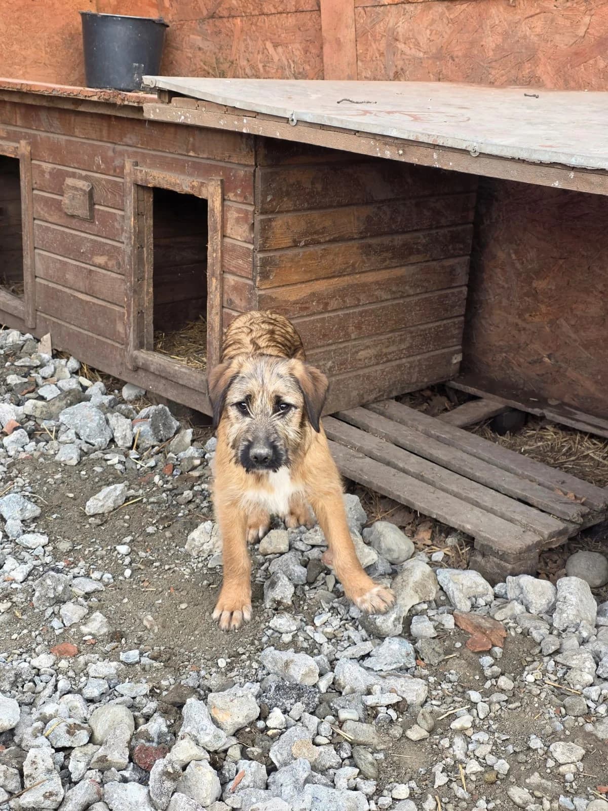 Zack, puppy Mixed Breed for adoption at Hope for Future e.V.