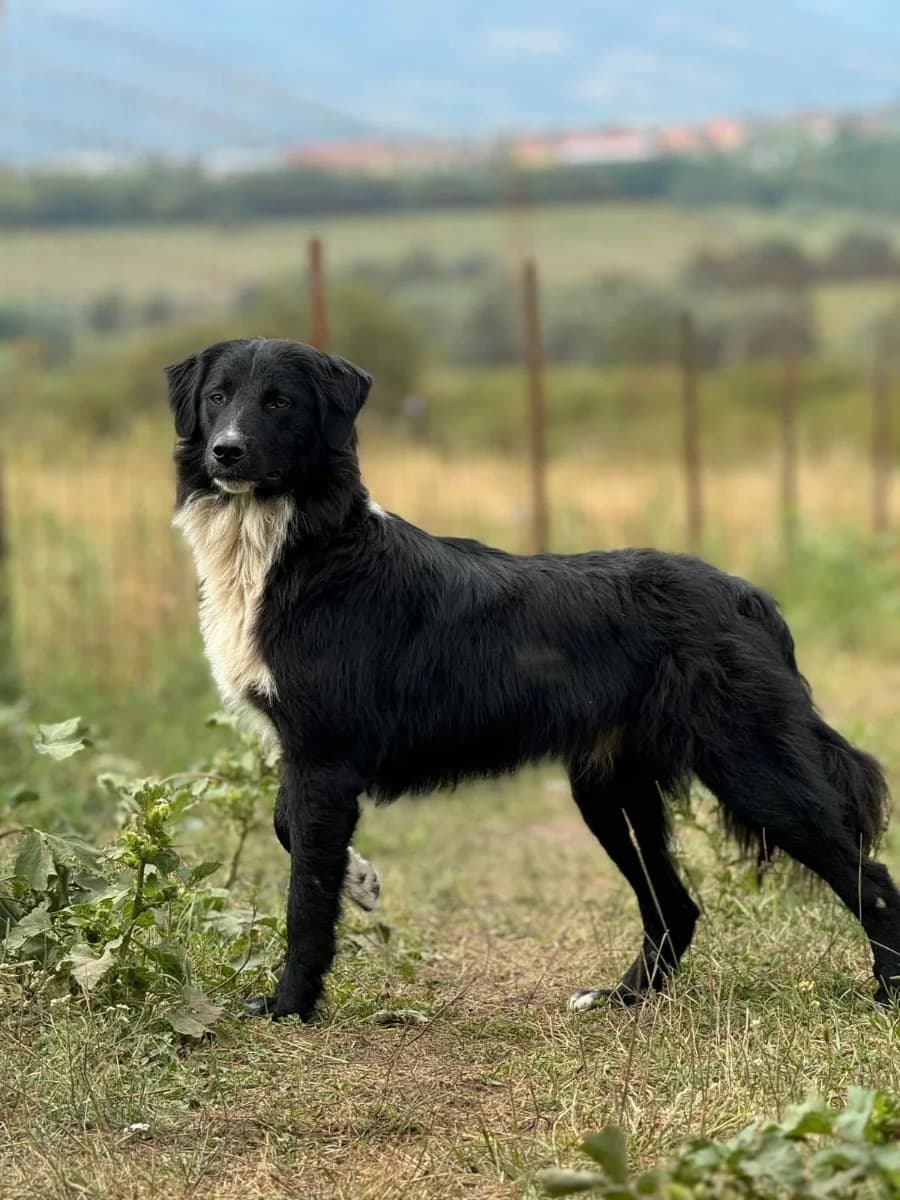 Zander, male 3yo Mixed Breed for adoption at Hope for Future e.V.