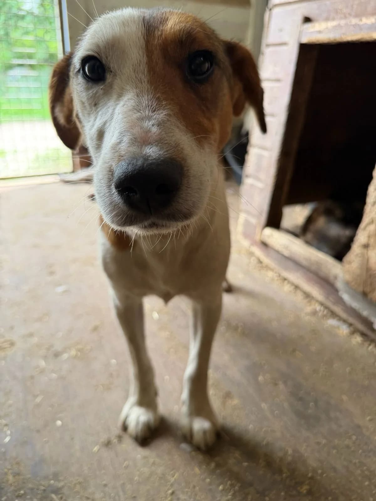 Zeliah, female young Mixed Breed for adoption at Hope for Future e.V.