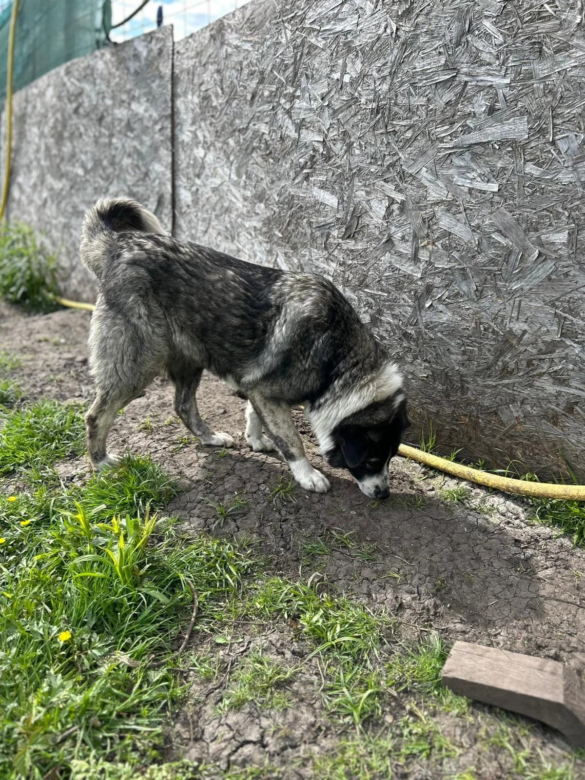 Zilla, female 3yo Mixed Breed for adoption at Hope for Future e.V.
