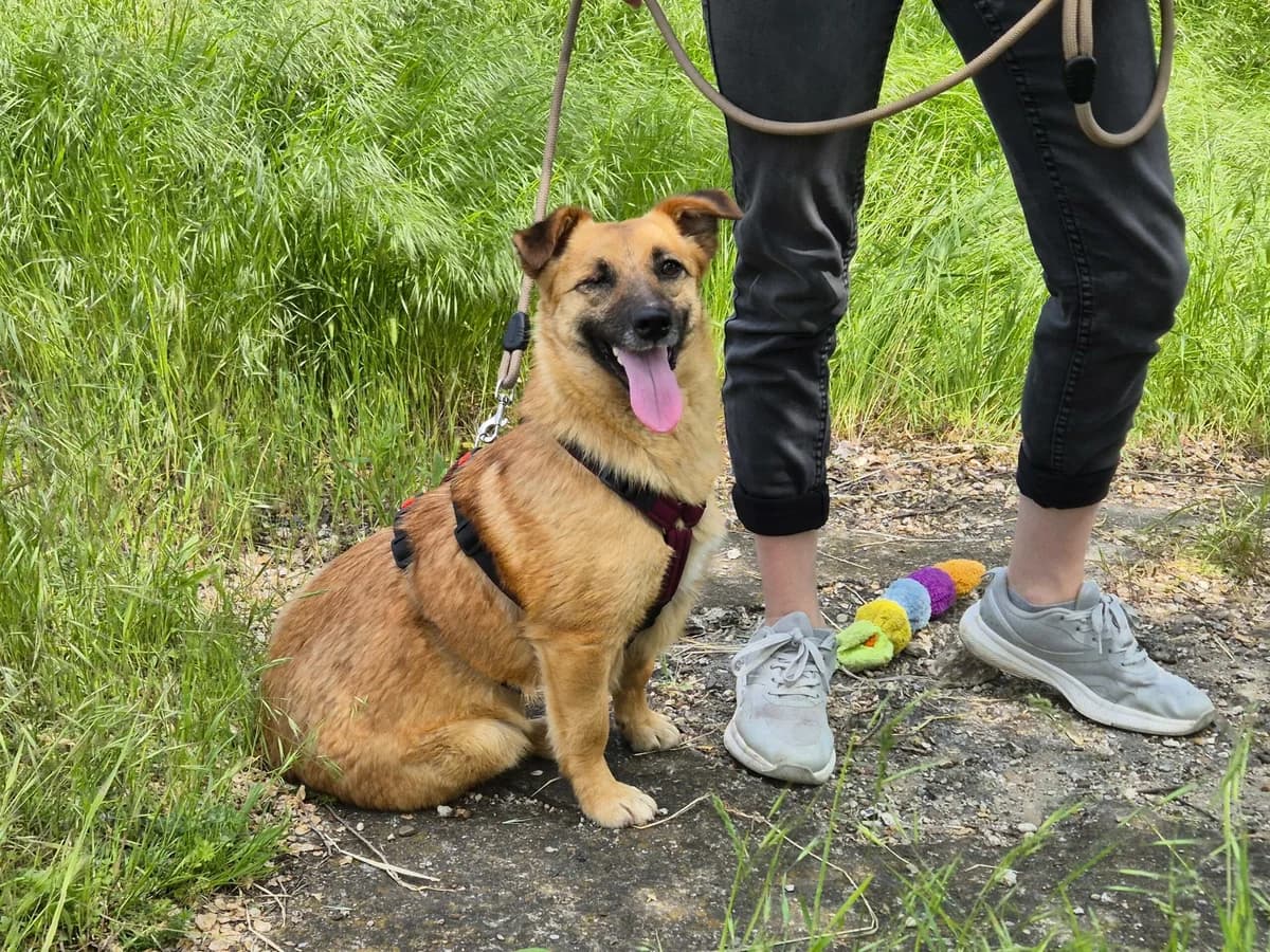 Candy, female Mixed Breed for adoption at Hope for lost Souls e.V., Kleinostheim