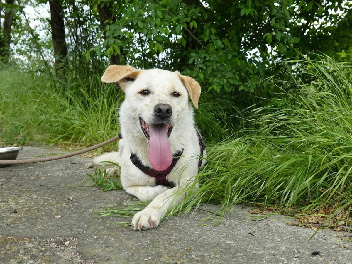 Bailey, female Mixed Breed for adoption at Hope for lost Souls e.V., Kleinostheim