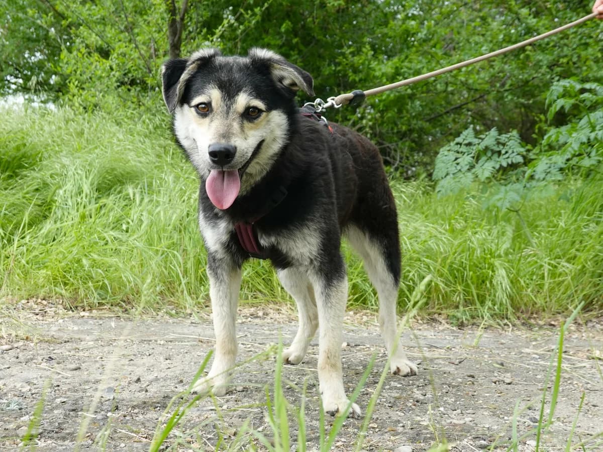 Vince, male Mixed Breed for adoption at Hope for lost Souls e.V., Kleinostheim
