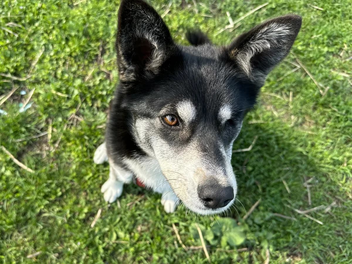 Alexa, female Mixed Breed for adoption at Hope for lost Souls e.V., Kleinostheim