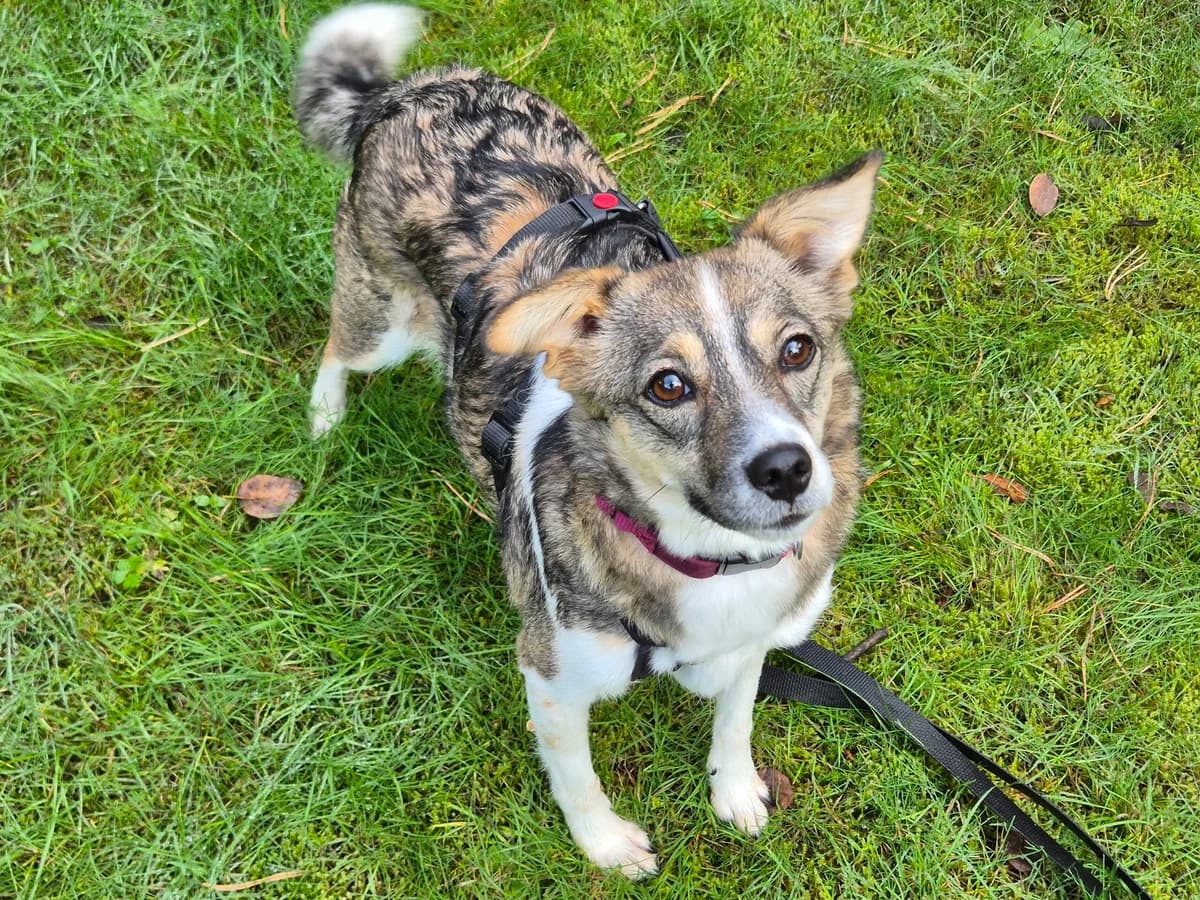 Feli, female Mixed Breed for adoption at Hope for lost Souls e.V., Kleinostheim