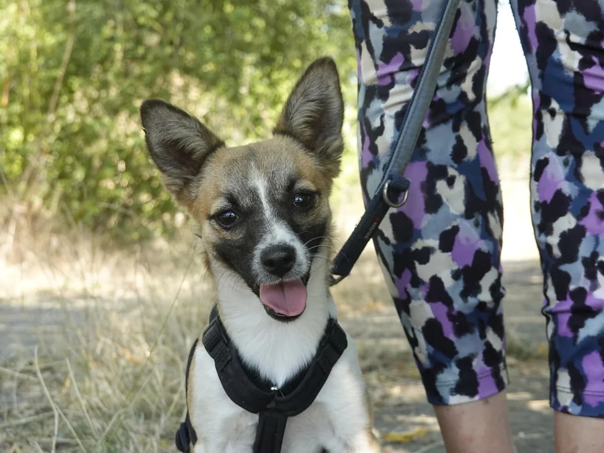 Jette, female puppy Mixed Breed for adoption at Hope for lost Souls e.V., Kleinostheim