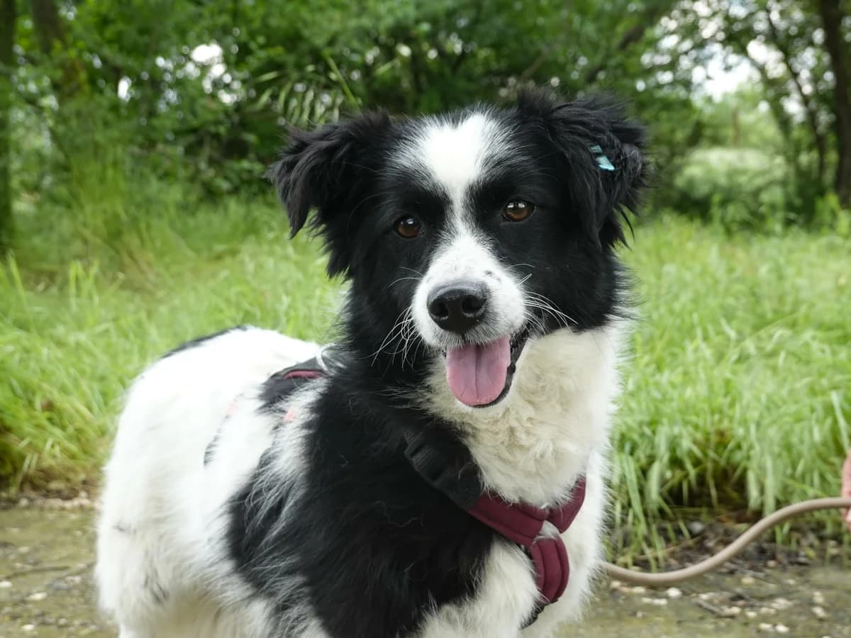 Elly, female Mixed Breed for adoption at Hope for lost Souls e.V., Kleinostheim