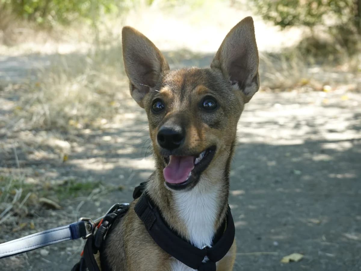 Finja, female Mixed Breed for adoption at Hope for lost Souls e.V., Kleinostheim
