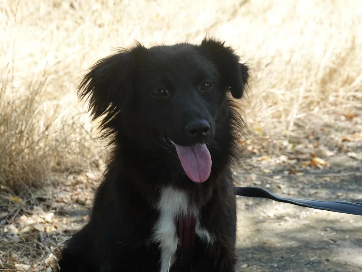 Eleni, female Mixed Breed for adoption at Hope for lost Souls e.V., Kleinostheim