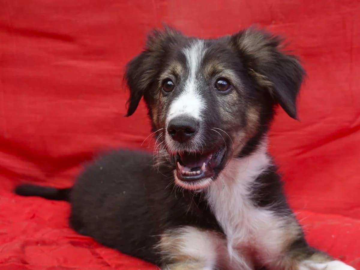 Lex, puppy Mixed Breed for adoption at Hope for lost Souls e.V., Kleinostheim