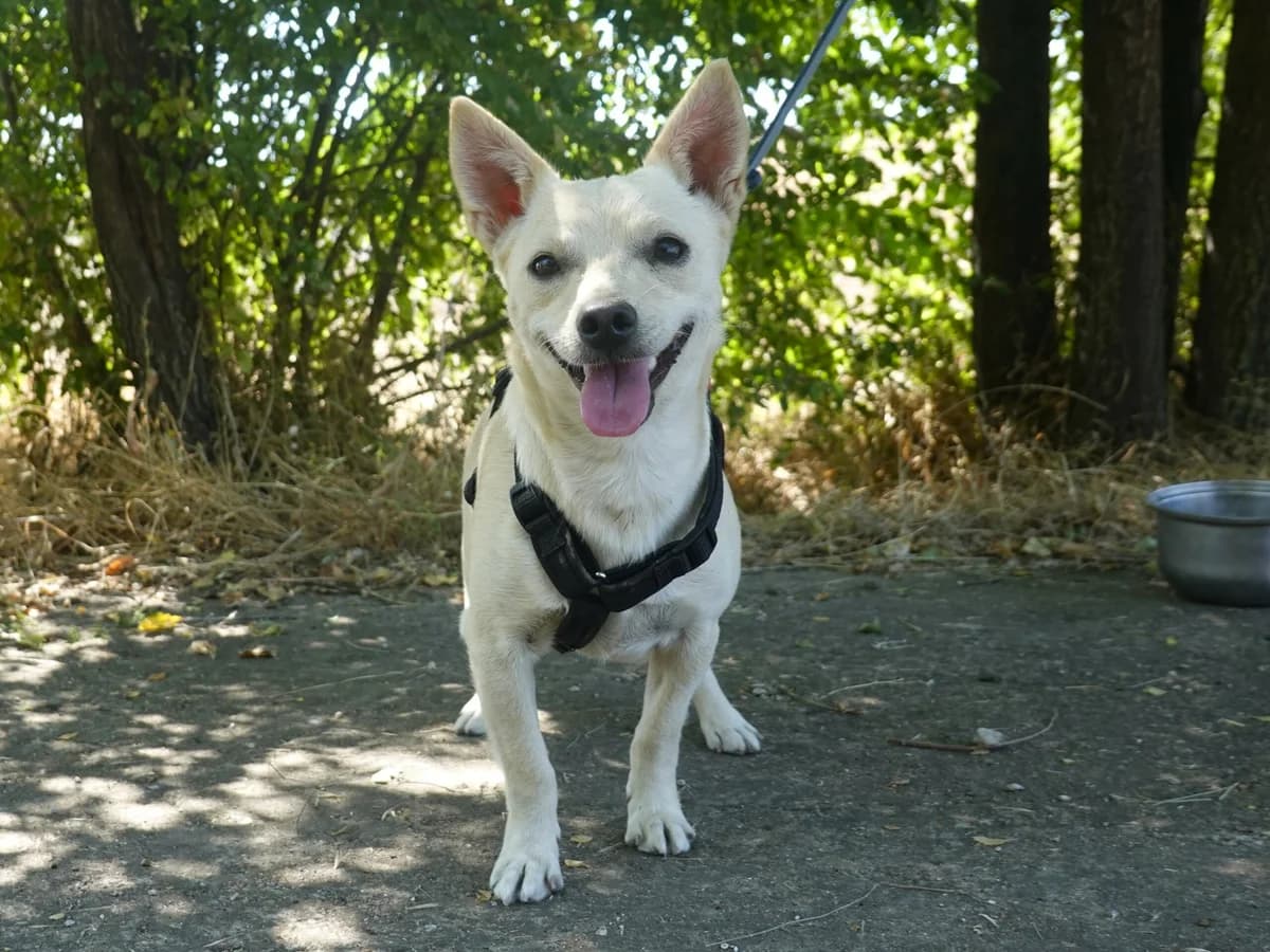 Jim, Mixed Breed for adoption at Hope for lost Souls e.V., Kleinostheim