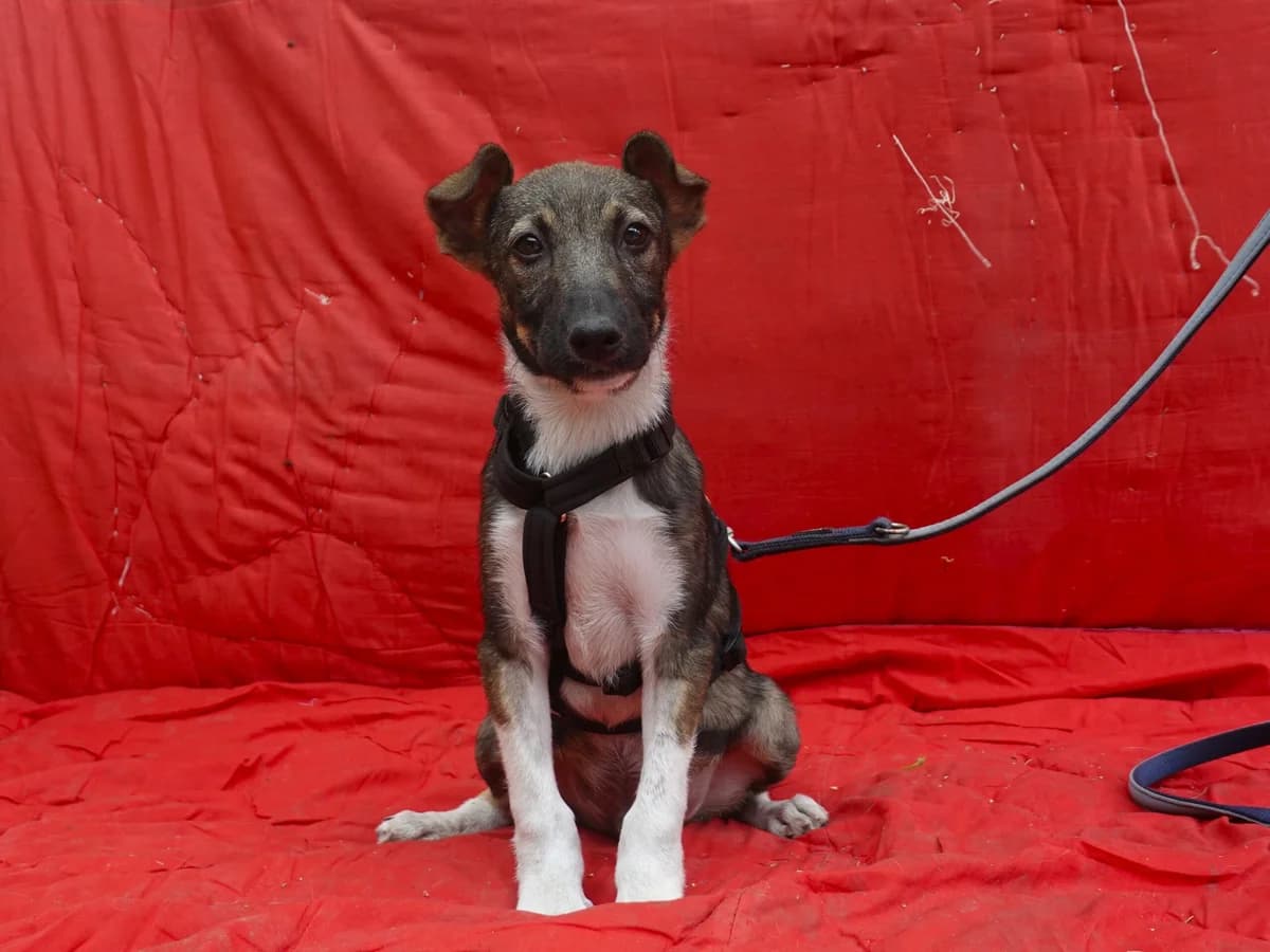 Lui, male puppy Mixed Breed for adoption at Hope for lost Souls e.V., Kleinostheim