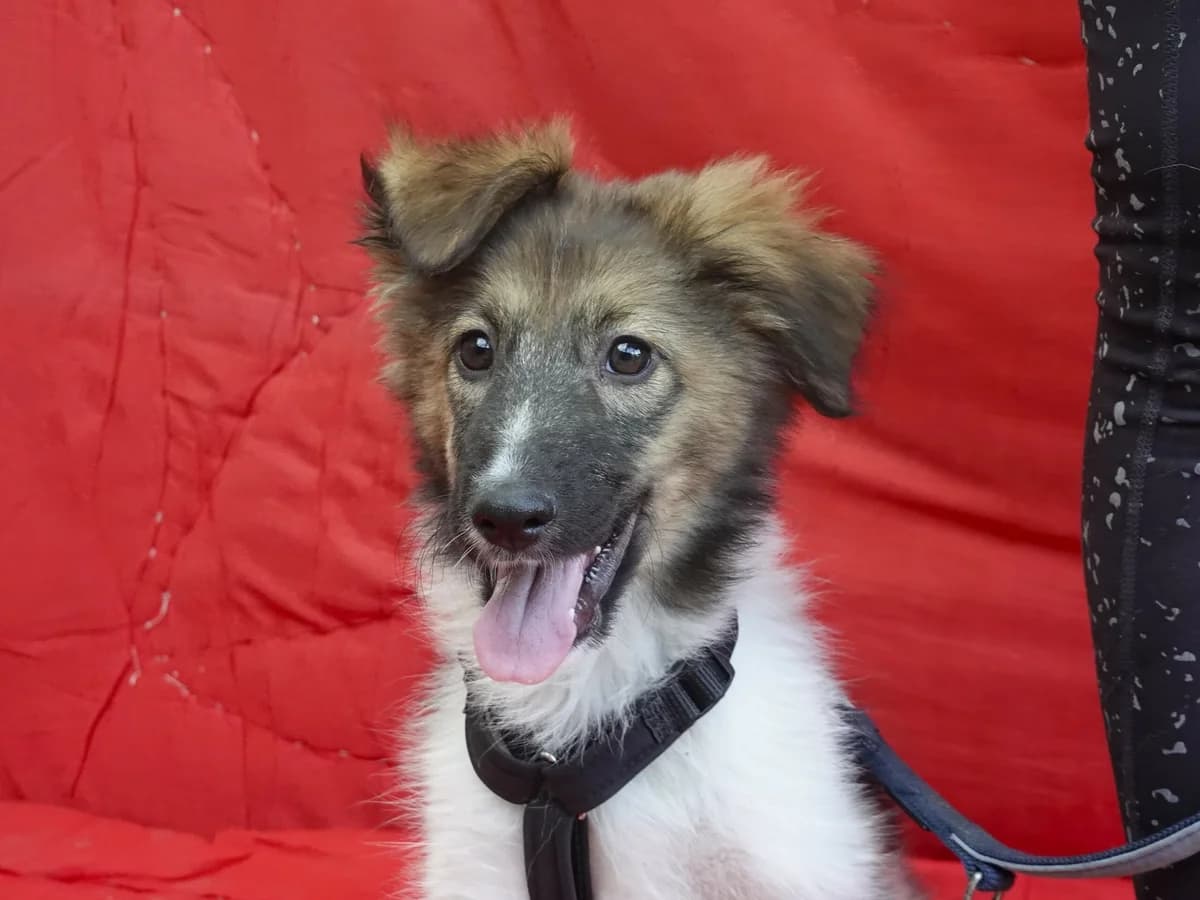 Luke, puppy Mixed Breed for adoption at Hope for lost Souls e.V., Kleinostheim