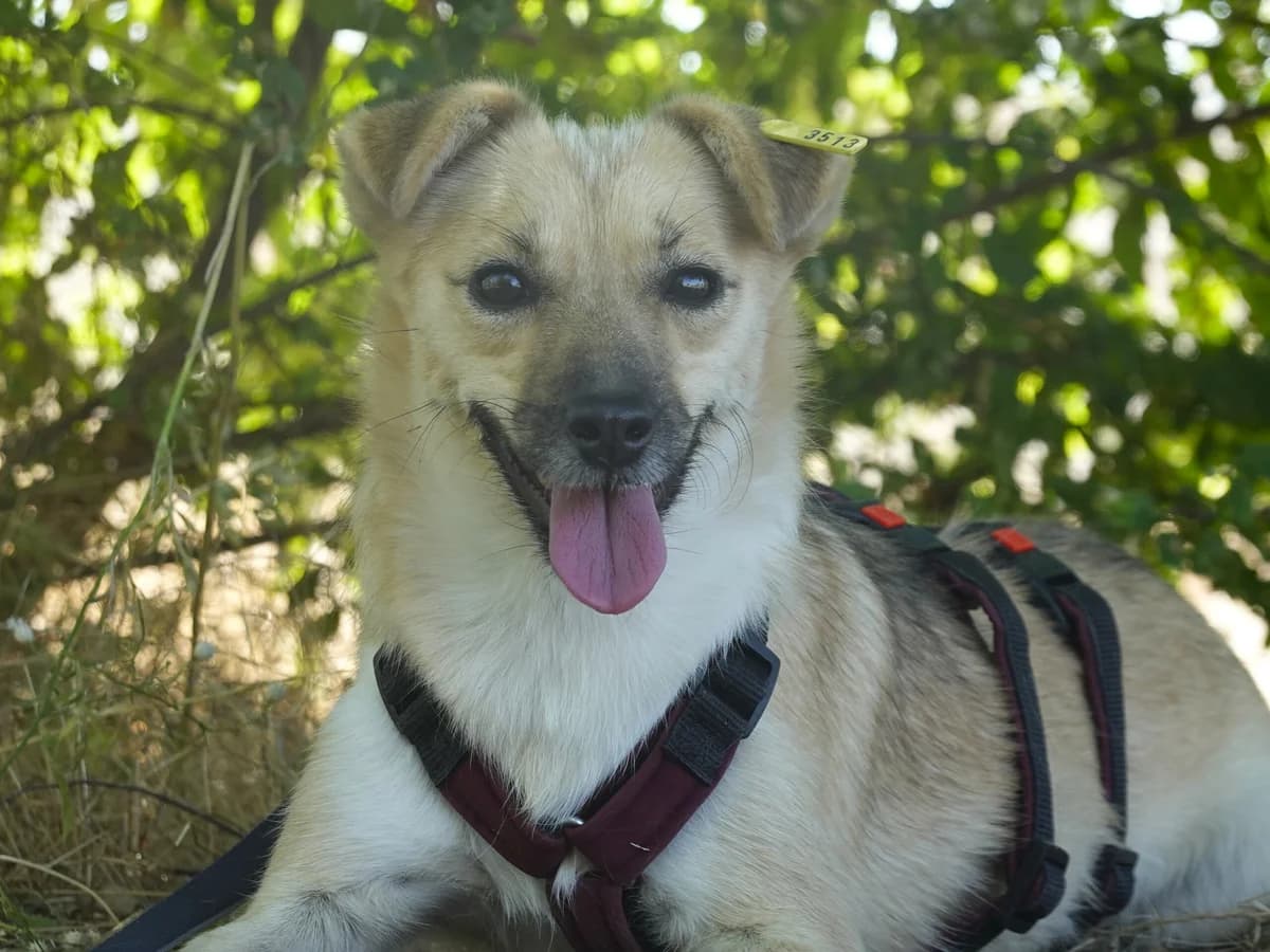 Solea, female Mixed Breed for adoption at Hope for lost Souls e.V., Kleinostheim