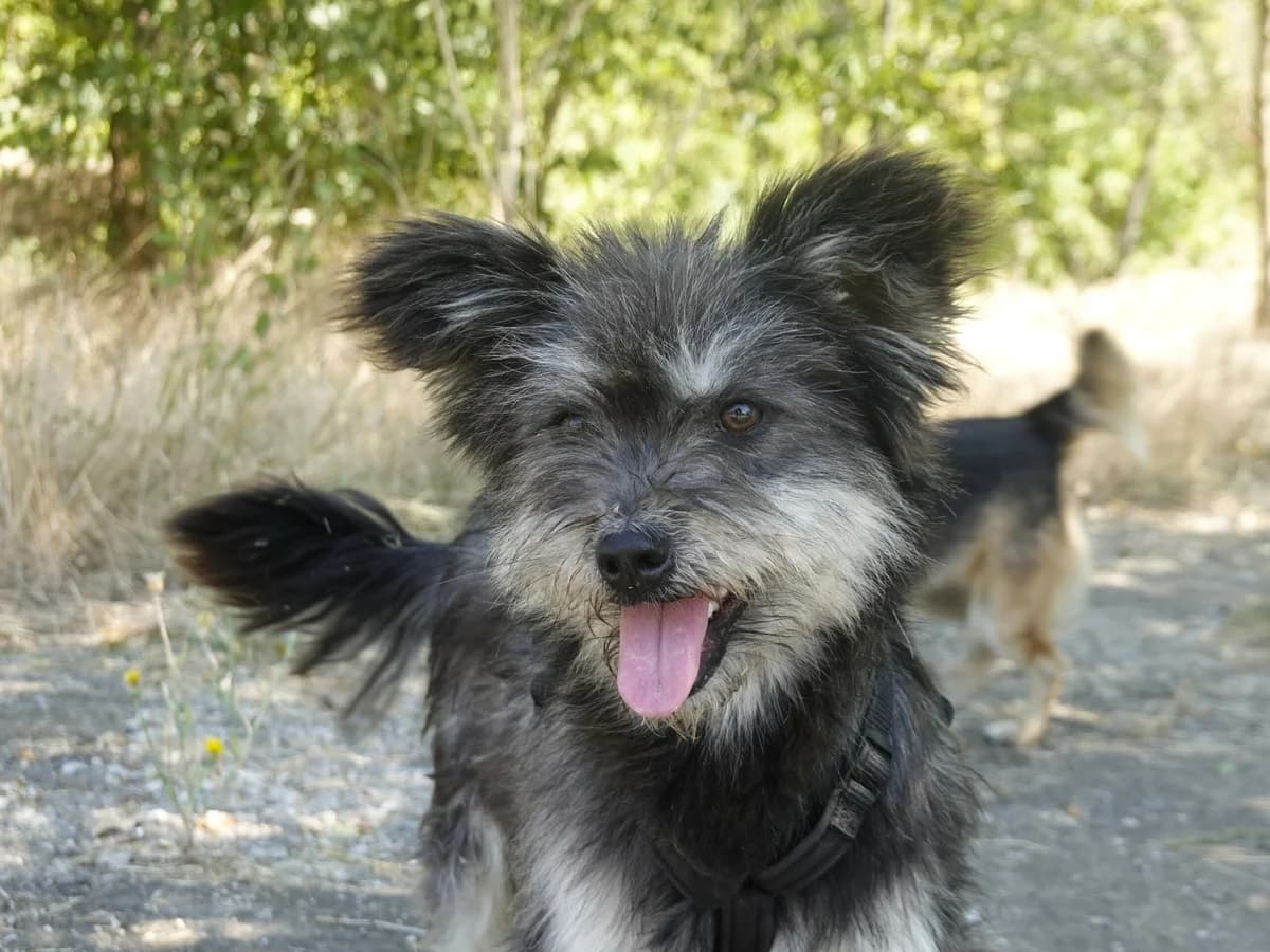 Archie, Mixed Breed for adoption at Hope for lost Souls e.V., Kleinostheim