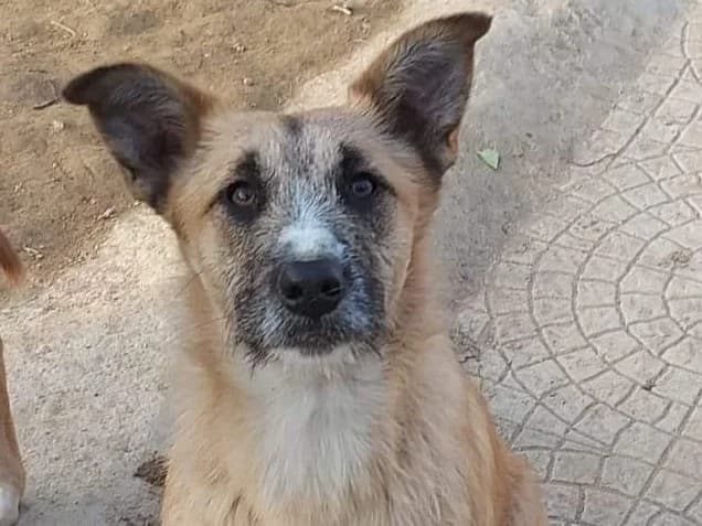 lara, braun 3yo Mixed Breed for adoption at HOPE 4 FRIENDS e.V., Sulzfeld