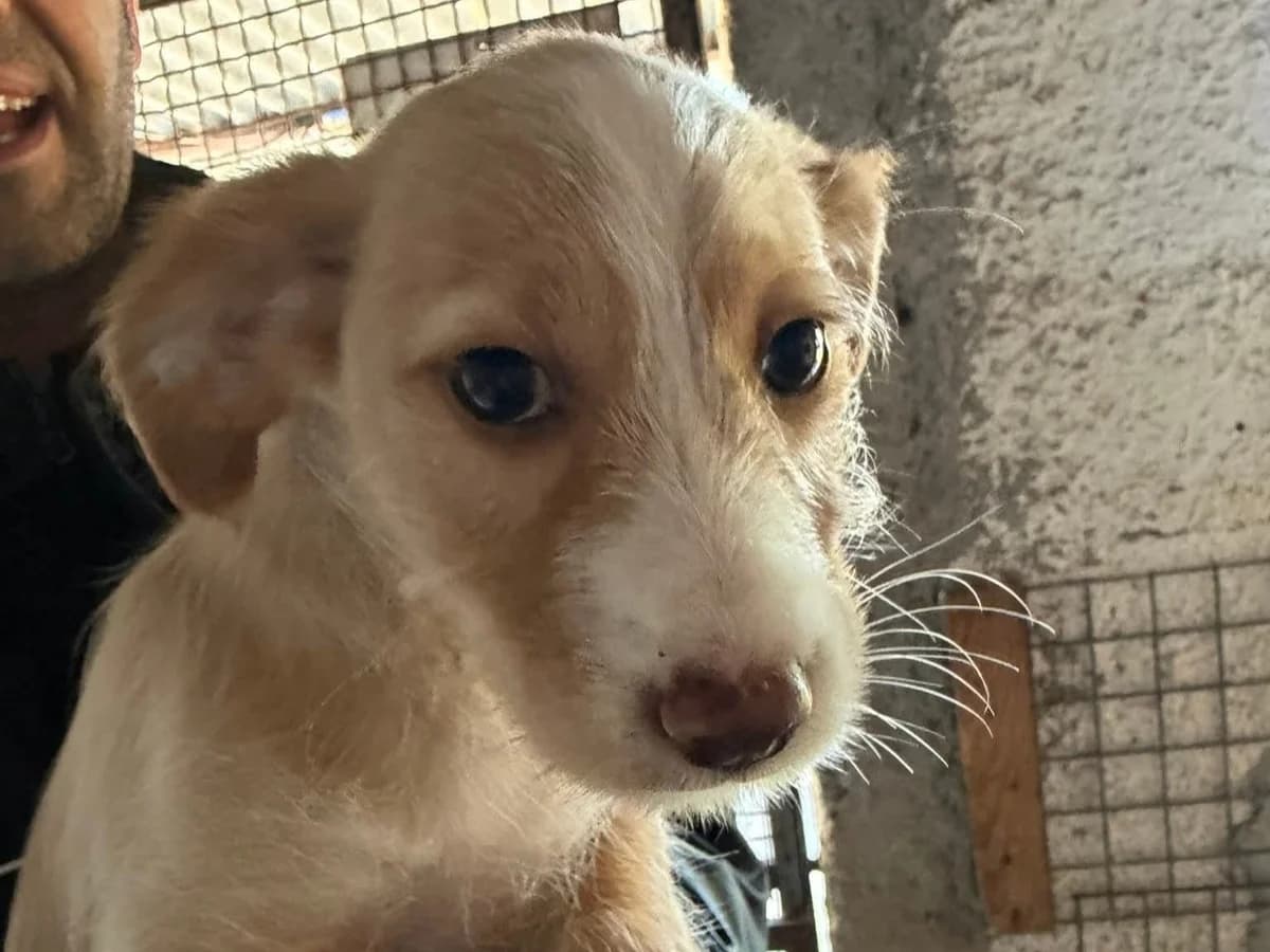 buzz, puppy Mixed Breed for adoption at HOPE 4 FRIENDS e.V., Sulzfeld