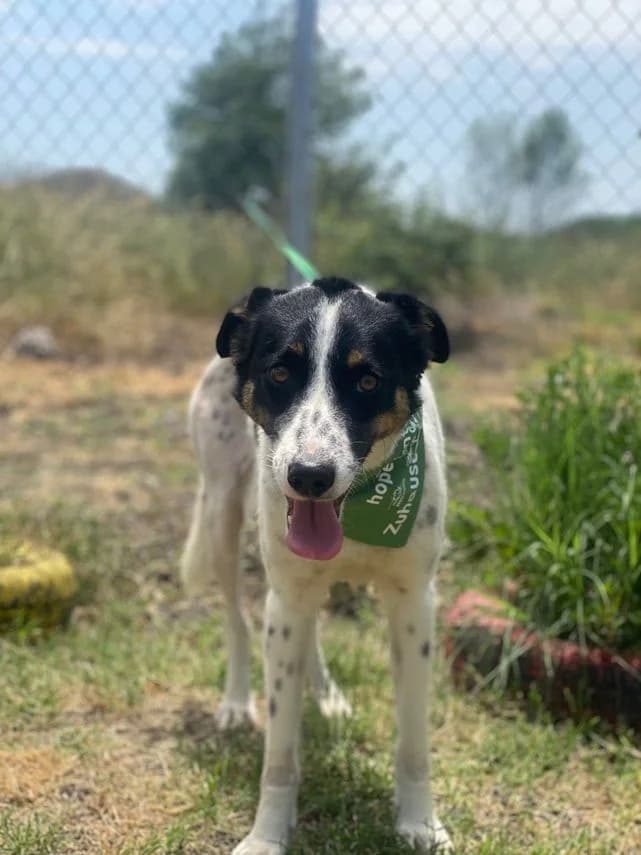 Roxy, Mixed Breed for adoption at hopehunter e.V.