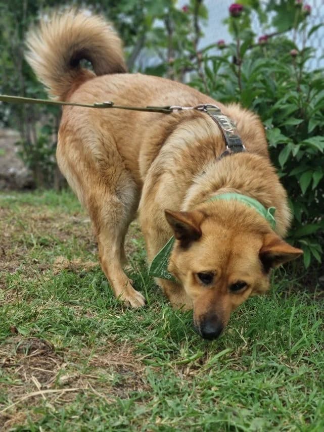 Brauni, 3yo Mixed Breed for adoption at hopehunter e.V.