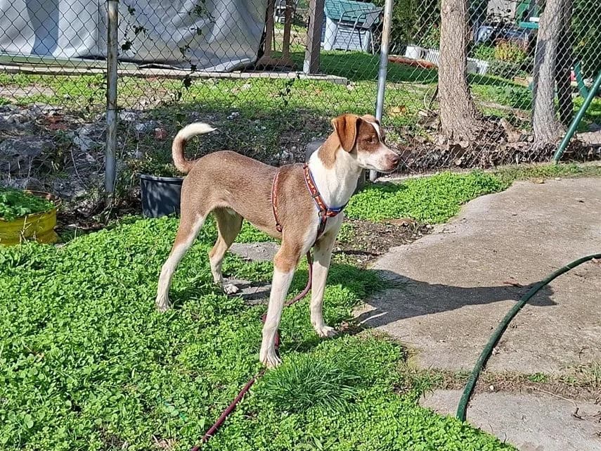 Milan, Mixed Breed for adoption at hopehunter e.V.