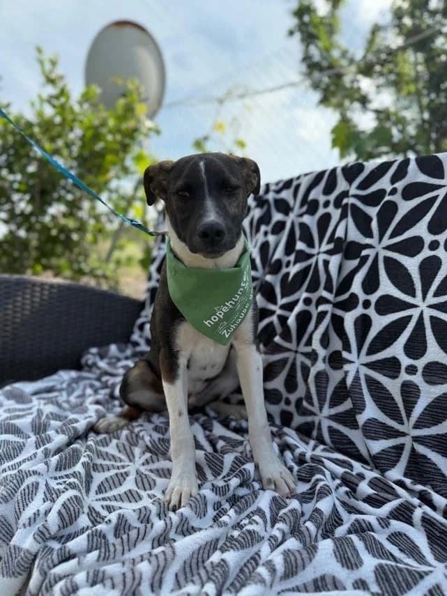 Mathis, Mixed Breed for adoption at hopehunter e.V.