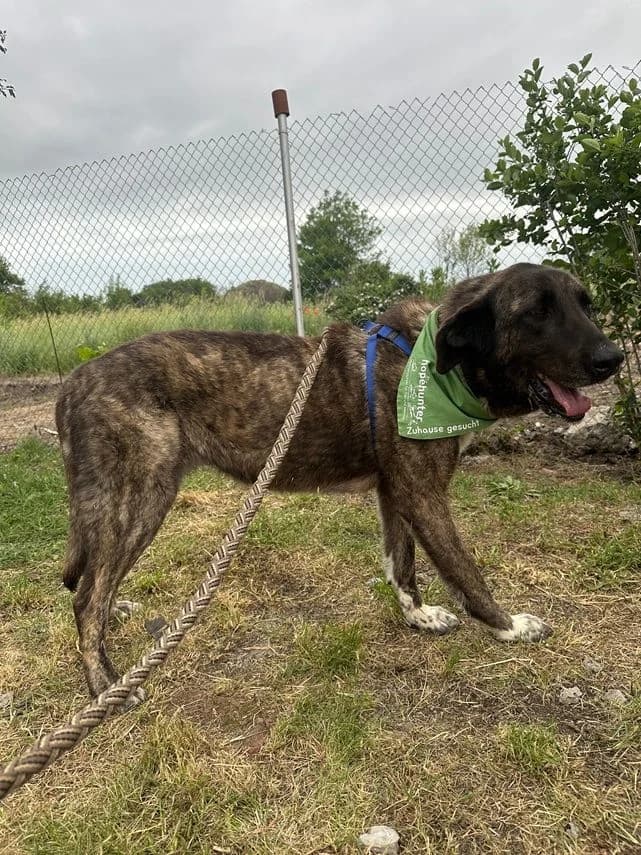 Kitana, Mixed Breed for adoption at hopehunter e.V.