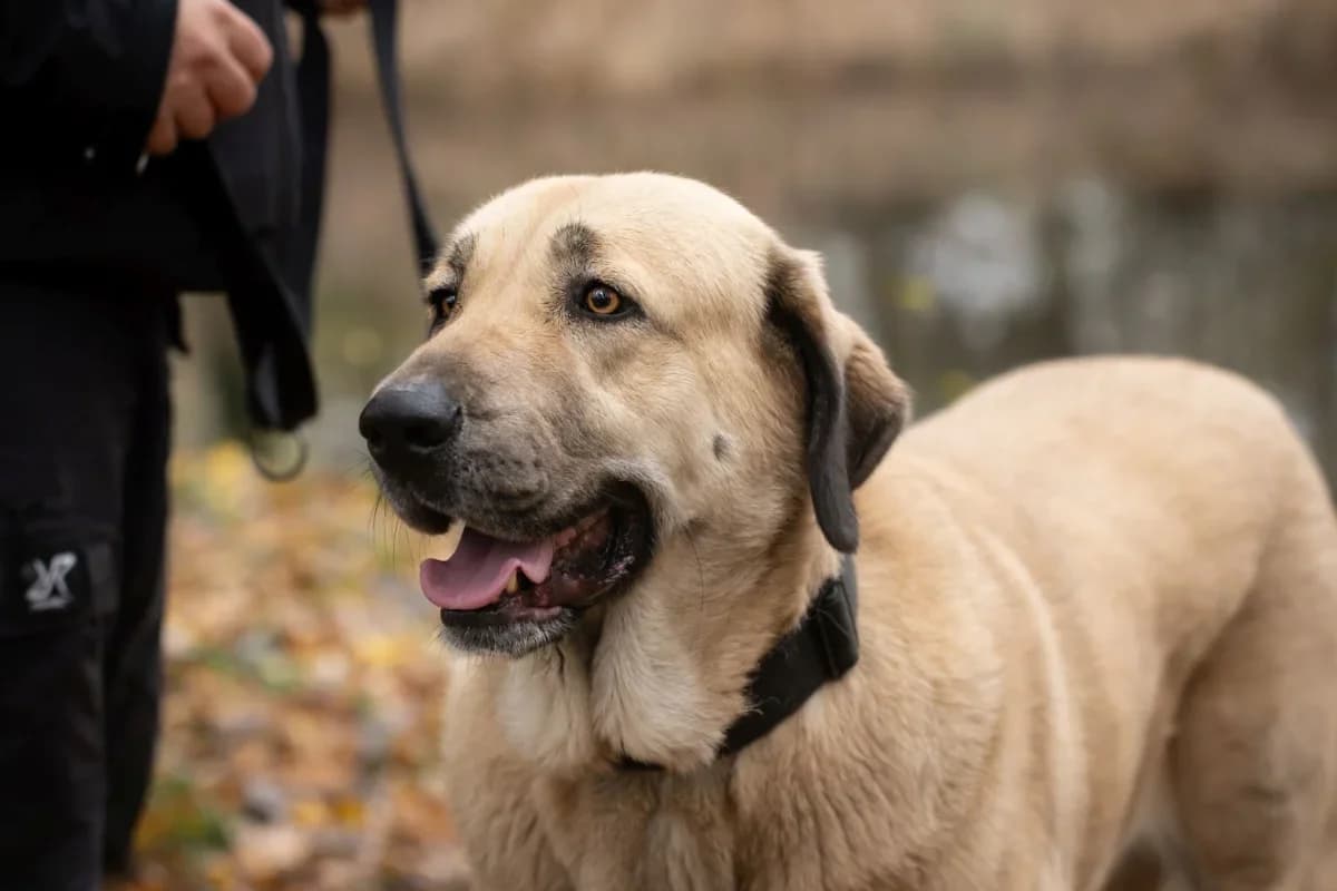 Kali, female 4yo Spanish Mastiff for adoption at Tierschutzverein Hortus Animalis, Freren
