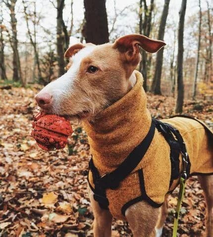 Henry, male 7yo Podenco for adoption at Hunde-Brücke e.V.
