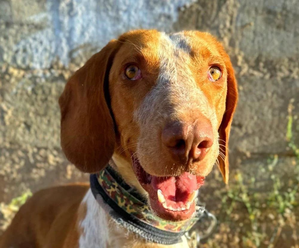 Ringo *Auf Pflegestelle in Deutschland*, male 3yo Pointer for adoption at Hunde-Brücke e.V.
