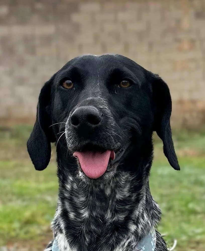 Mika, weiß female 3yo Pointer for adoption at Hunde-Brücke e.V.