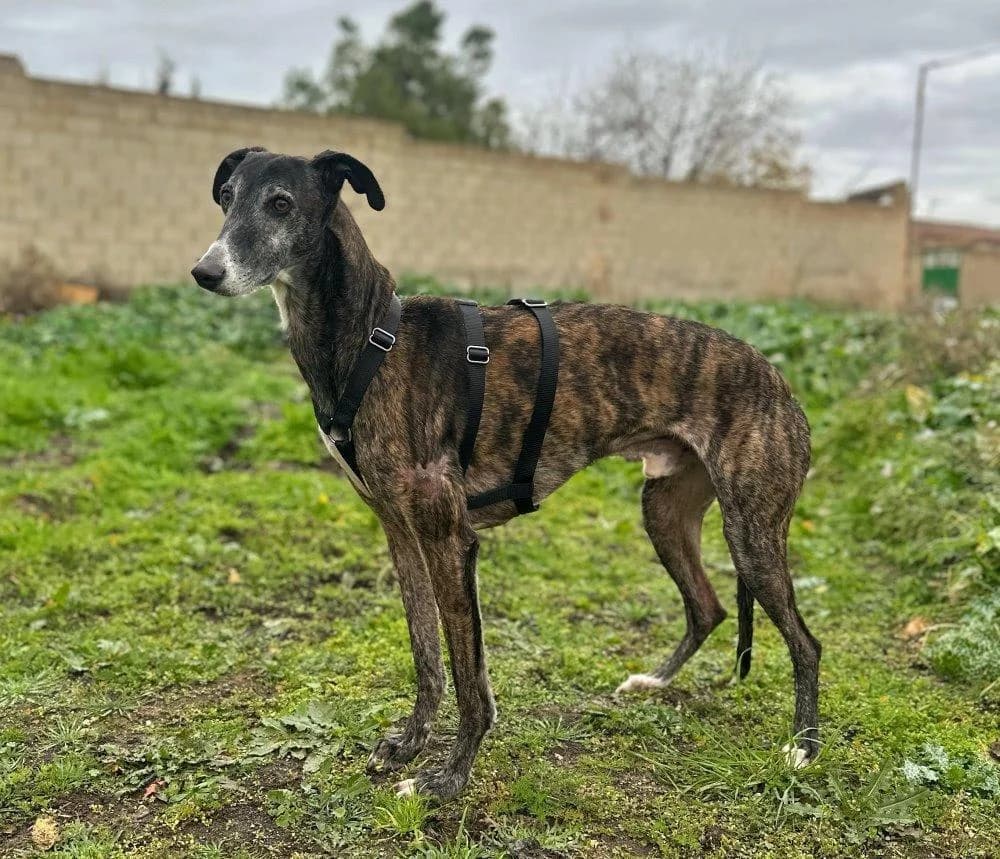 Koda, male 6yo Galgo Español for adoption at Hunde-Brücke e.V.
