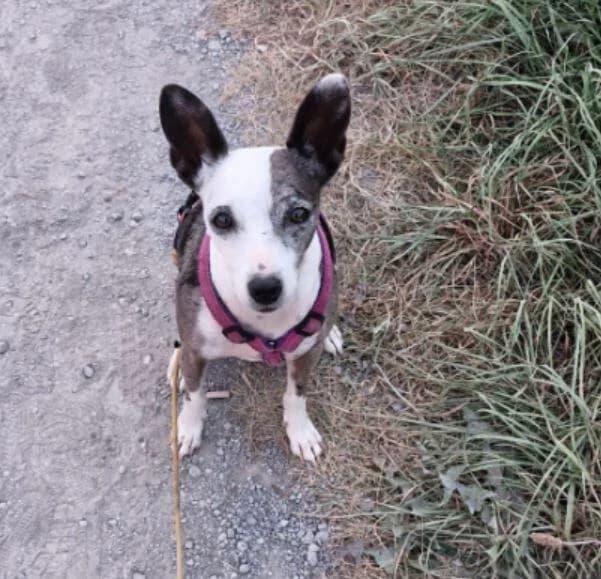 Perla, female 5yo Mixed Breed for adoption at Hunde-Brücke e.V.