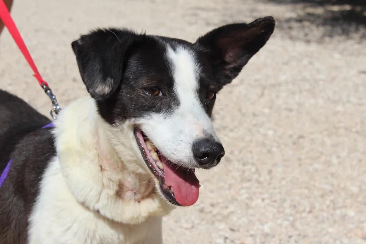 Cantalar, female Mixed Breed for adoption at Hunde ohne Heimat e.V., Bedburg