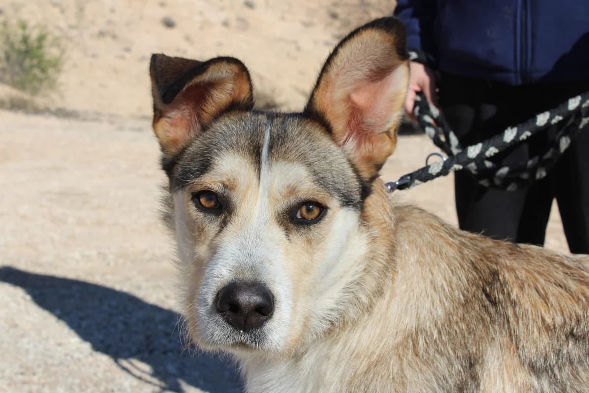 Marian, female Mixed Breed for adoption at Hunde ohne Heimat e.V., Bedburg