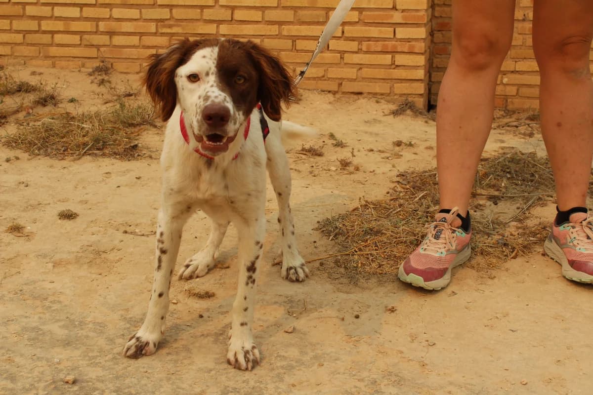 Atlas, male Mixed Breed for adoption at Hunde ohne Heimat e.V., Bedburg