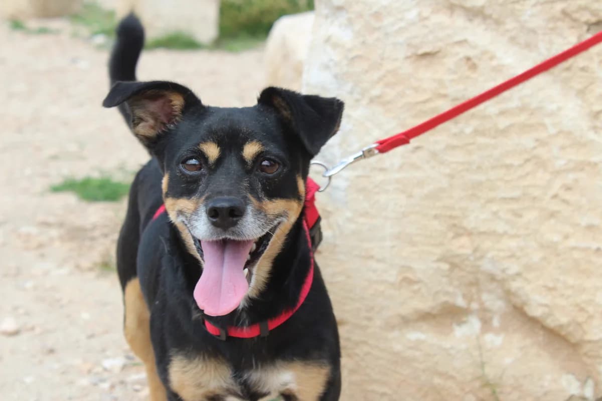 David, male Mixed Breed for adoption at Hunde ohne Heimat e.V., Bedburg