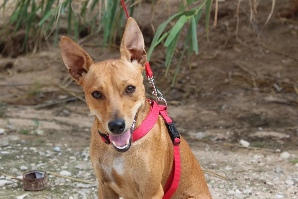 Goliat, male Mixed Breed for adoption at Hunde ohne Heimat e.V., Bedburg
