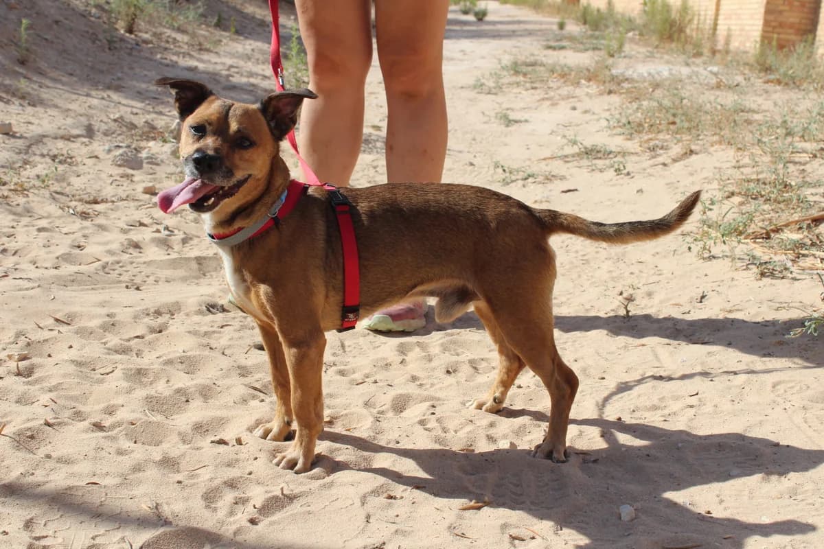 Lucky, male puppy Mixed Breed for adoption at Hunde ohne Heimat e.V., Bedburg