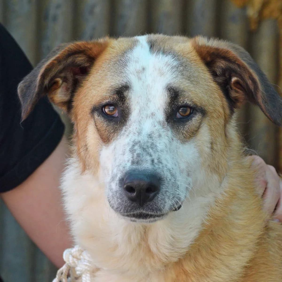 Abril, female 4yo Mixed Breed for adoption at Franz von Assisi Hundenothilfe e.V. (Hunde ohne Lobby), Vilseck