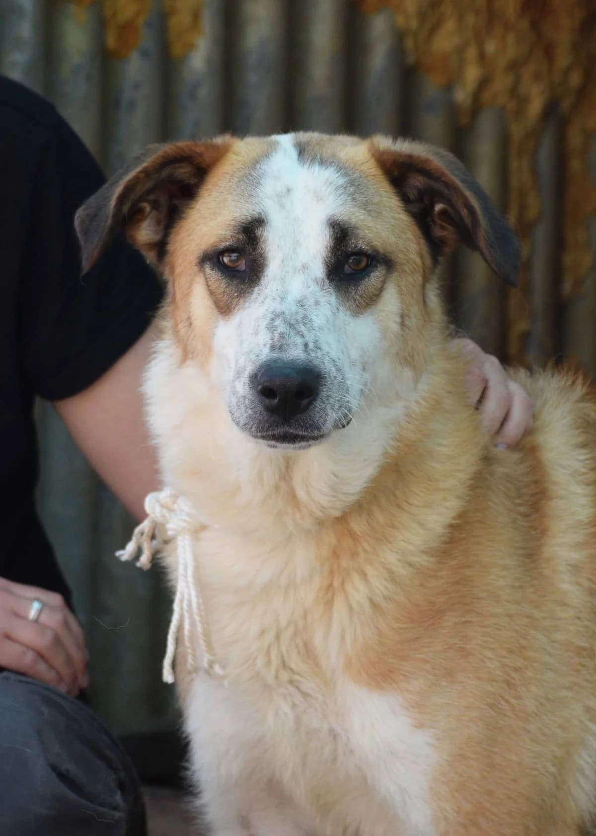 Abril, female 4yo Mixed Breed for adoption at Franz von Assisi Hundenothilfe e.V. (Hunde ohne Lobby), Vilseck