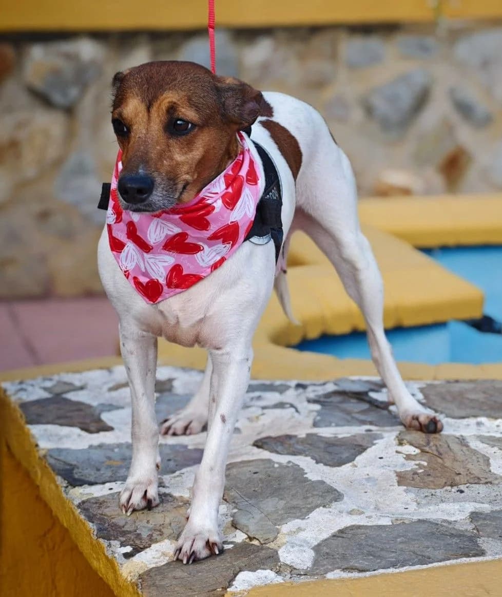 Aitana, weiss female Mixed Breed for adoption at Franz von Assisi Hundenothilfe e.V. (Hunde ohne Lobby), Vilseck