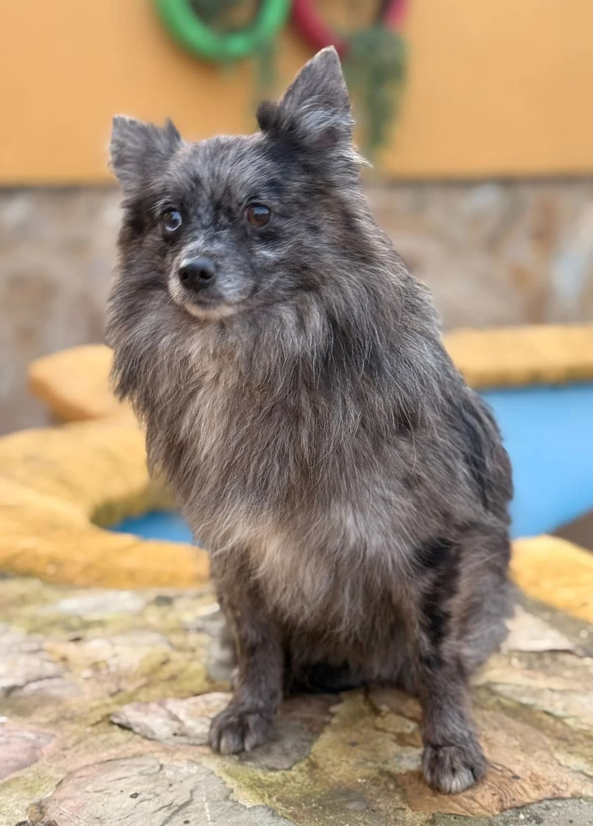 Alina, female mixed breed for adoption at Franz von Assisi Hundenothilfe e.V. (Hunde ohne Lobby), Vilseck