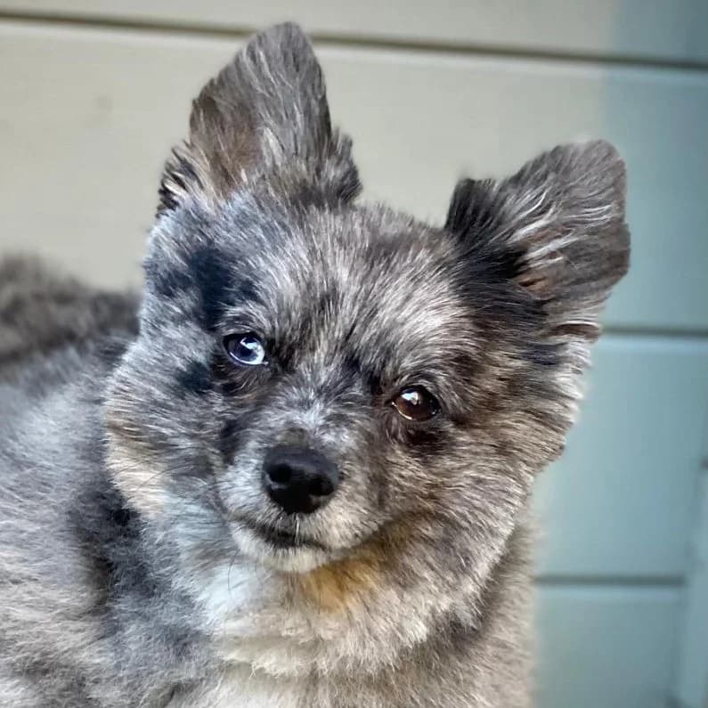 Alina, female 3yo mixed breed for adoption at Franz von Assisi Hundenothilfe e.V. (Hunde ohne Lobby), Vilseck