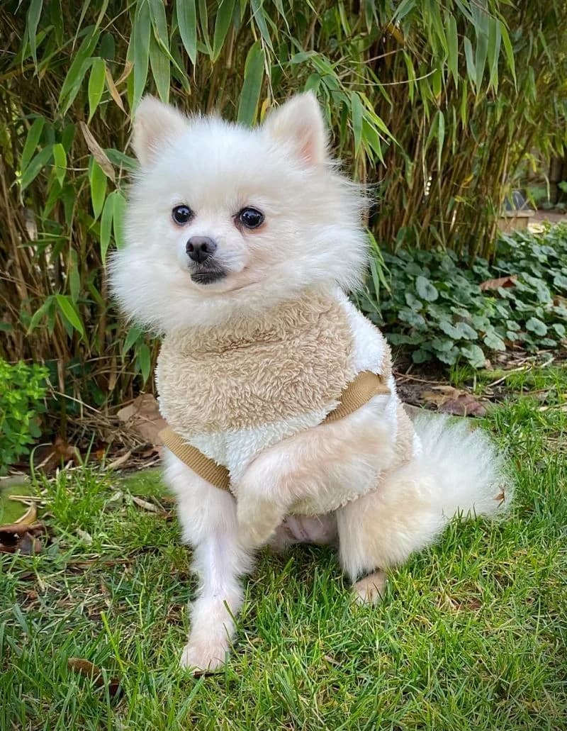 Anni, female Pomeranian for adoption at Franz von Assisi Hundenothilfe e.V. (Hunde ohne Lobby), Vilseck