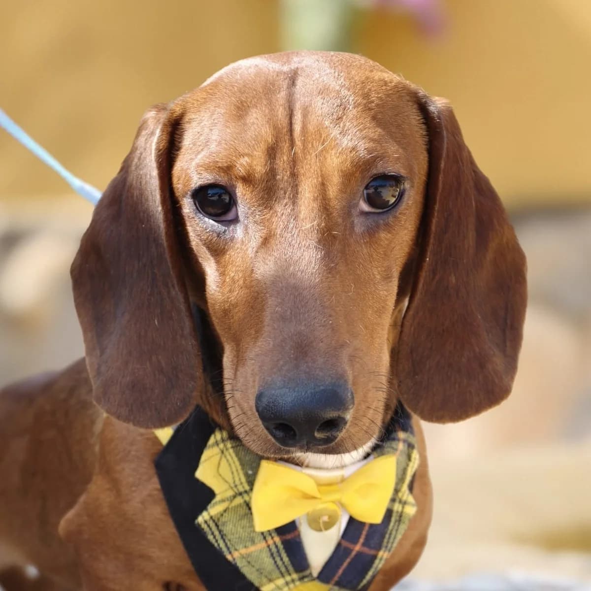 Bartolo, male young Dachshund for adoption at Franz von Assisi Hundenothilfe e.V. (Hunde ohne Lobby), Vilseck